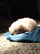 Fotos de perros